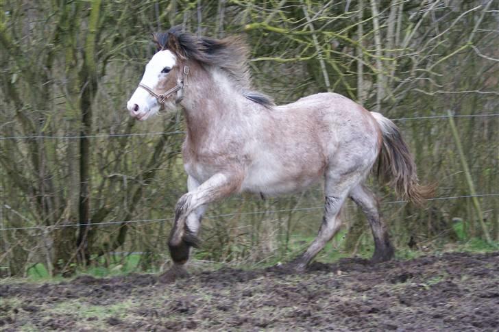 Irish Cob Frilenis Diamond *solgt* billede 15