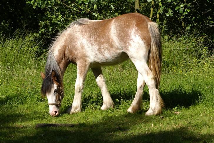 Irish Cob Frilenis Diamond *solgt* billede 16
