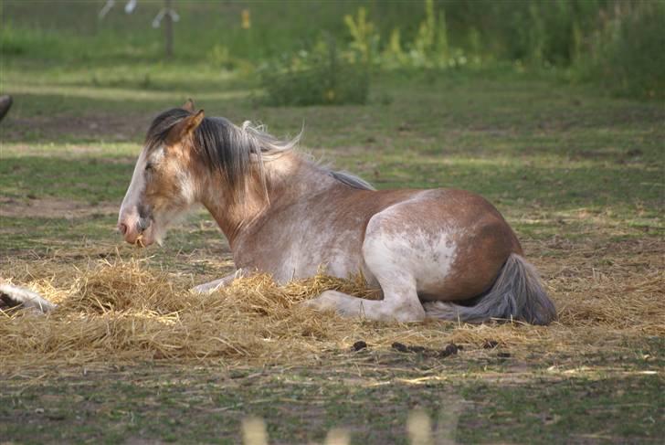 Irish Cob Frilenis Diamond *solgt* billede 18