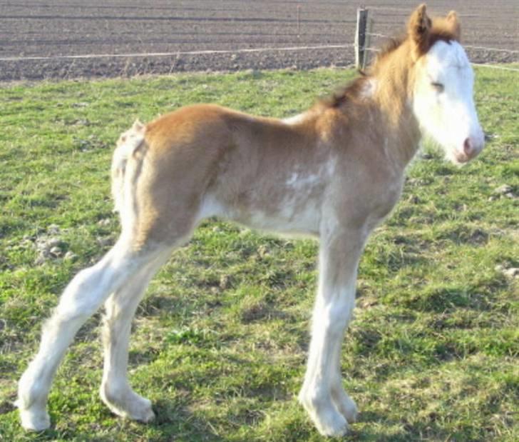 Irish Cob Frilenis Diamond *solgt* - Som helt lille føl. billede 19