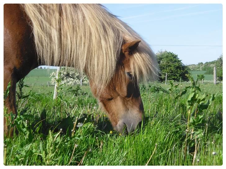 Islænder Frenja fra Ellidshøj  - sommer 2008 billede 3