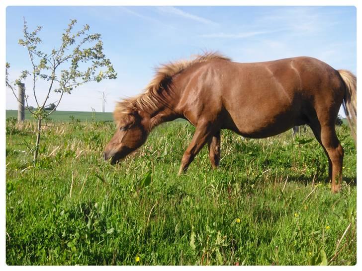 Islænder Frenja fra Ellidshøj  - Frenja i haven.  billede 4