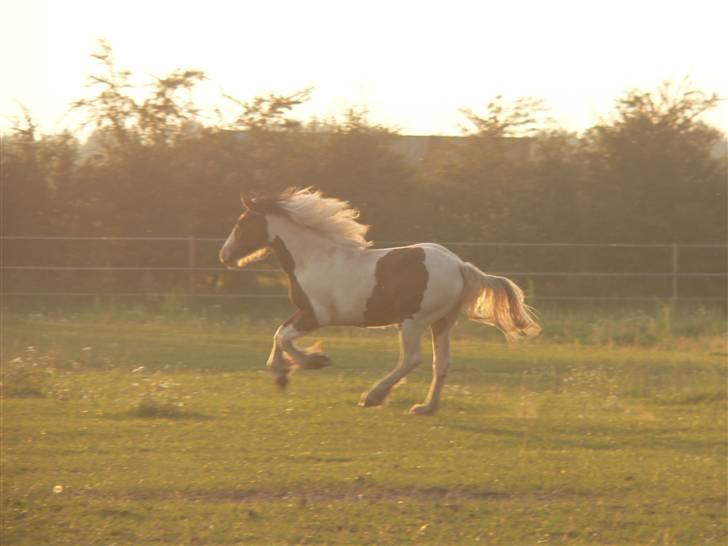 Irish Cob Frydendal's Liothlaith billede 18