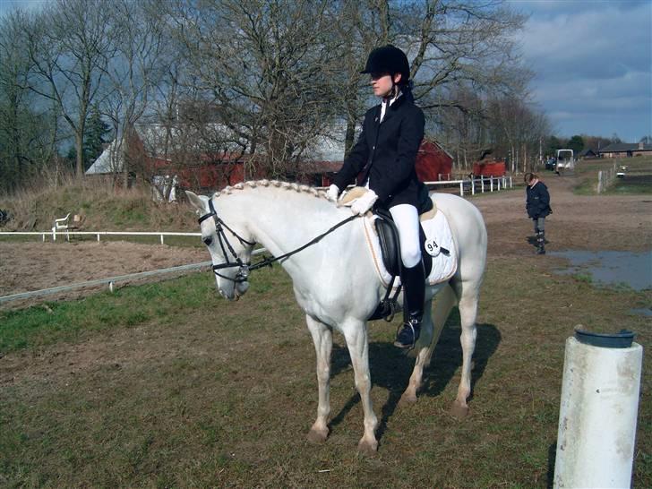 Welsh Pony af Cob-type (sec C) Melissa of gade  - jysk mesterskab.. nr. 4 <333 billede 6