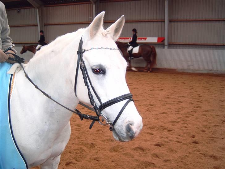 Welsh Pony af Cob-type (sec C) Melissa of gade  - nååå.. billede 7