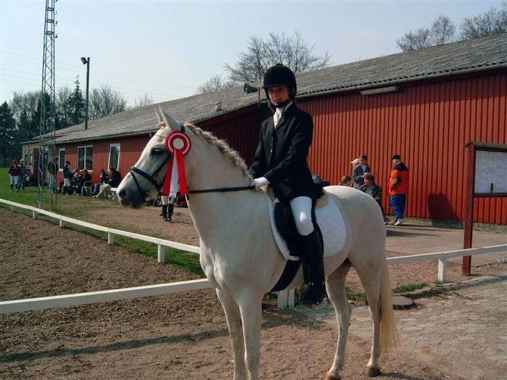 Welsh Pony af Cob-type (sec C) Melissa of gade  - gammelt billede billede 9