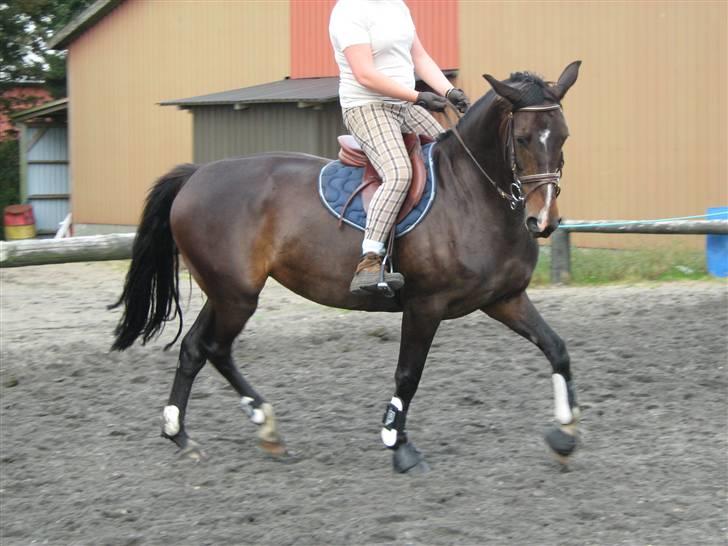 Dansk Varmblod Alberte - spring træning d. 16/08 billede 18