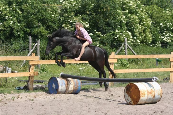 New Forest Sherif - Himmelhest - Hygge spring billede 11