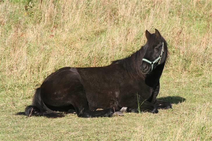 New Forest Sherif - Himmelhest - Træt lille skat billede 12