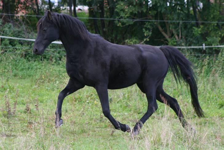 New Forest Sherif - Himmelhest billede 14