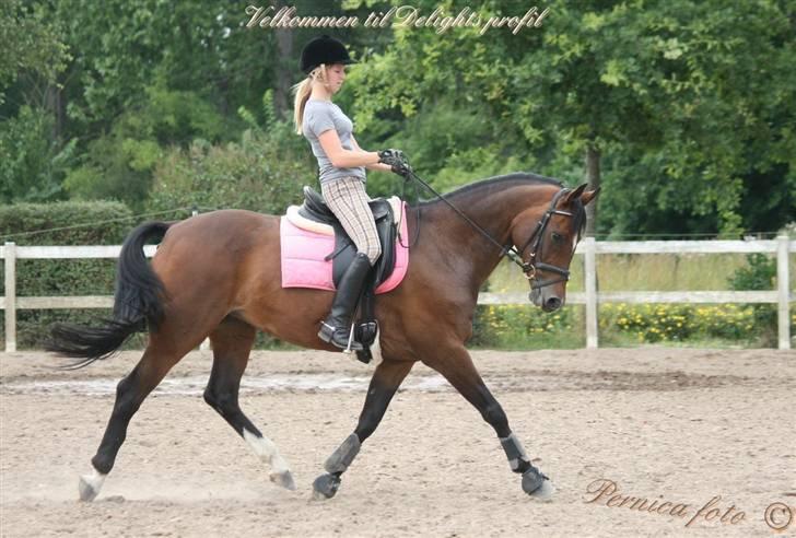 Dansk Varmblod Delight - .jeg elsker dig prinsesse! - kan du vrinske dig & mig, for altid? :o) ~ pernica foto billede 4