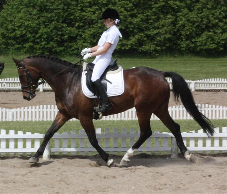 Dansk Varmblod Delight billede 5