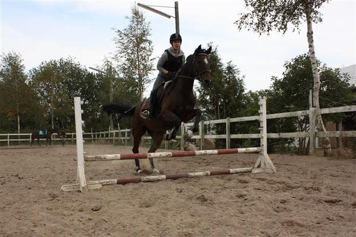 Dansk Varmblod Delight - et lille hop (: billede 7