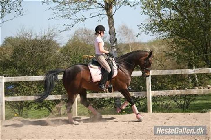 Dansk Varmblod Delight - dig&mig, kan du vrinske altid? d; billede 8