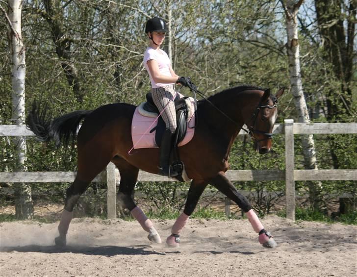 Dansk Varmblod Delight - Pernica Foto billede 12