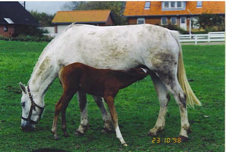 Anden særlig race Flamme Le' Grande solgt - Silver og Flamme. 1998 ved Mariann ( tidliger ejer (-: ) billede 14