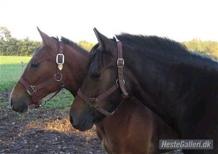 New Forest BøgelundsShakira Solgt :'( - Shakira & lille søster Sarina . fotograf:?        billede 19 billede 19