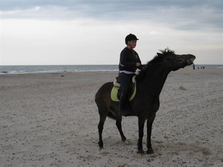 New Forest BøgelundsShakira Solgt :'( - da shakira var ved stranden for første gang :Dfotograf: far  billede 20 billede 20