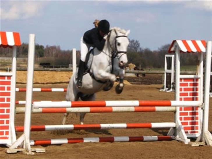 Anden særlig race Flamme Le' Grande solgt - LA, 08. billede 19