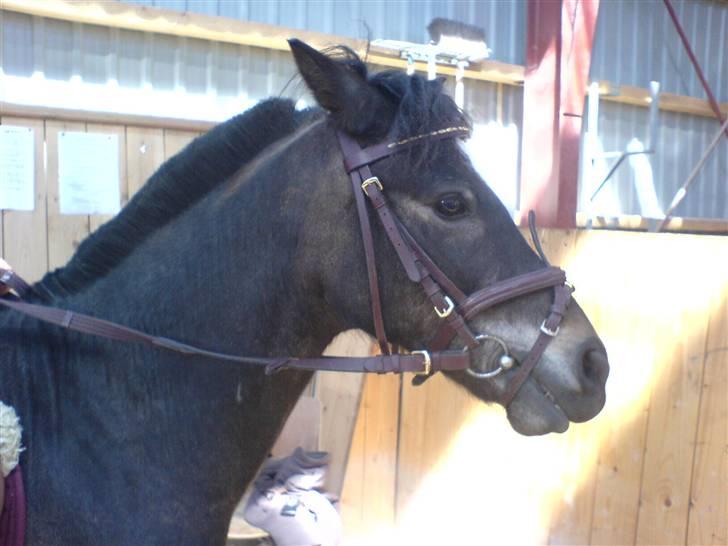 Anden særlig race Zorro *** SOLGT *** - Zorro :-) billede 7