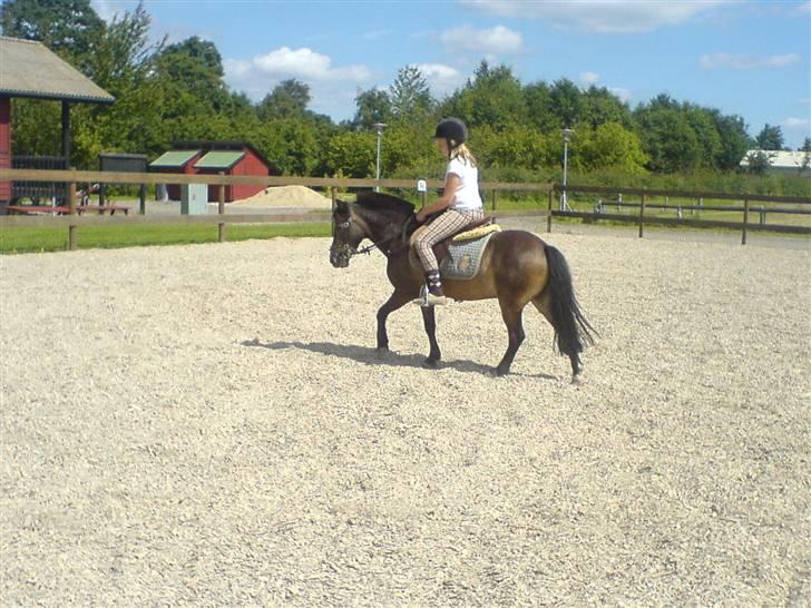 Anden særlig race Zorro *** SOLGT *** - Zorro :-) billede 9