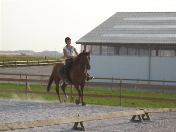 Anden særlig race Zantox billede 18