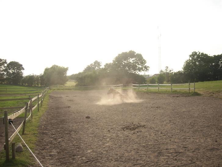 Anden særlig race Zantox billede 19
