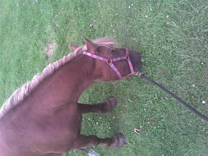 Anden særlig race Josefine billede 2