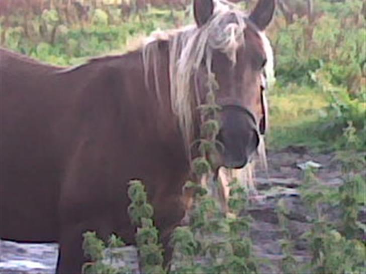 Anden særlig race Josefine - hvad glord du på billede 3