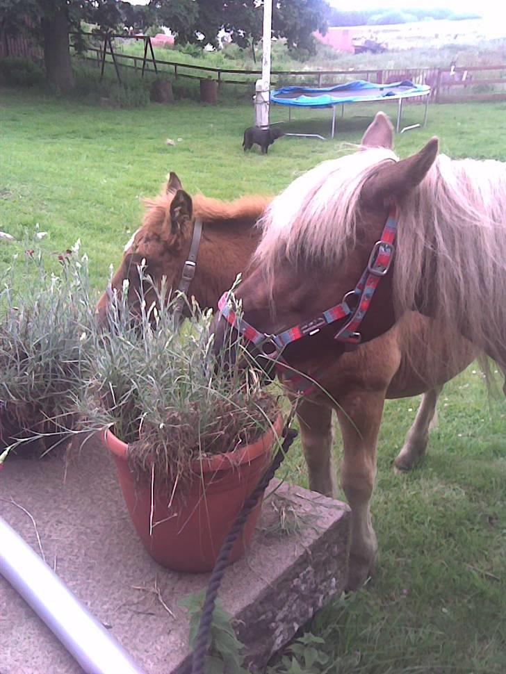Anden særlig race Josefine - mums mad billede 4
