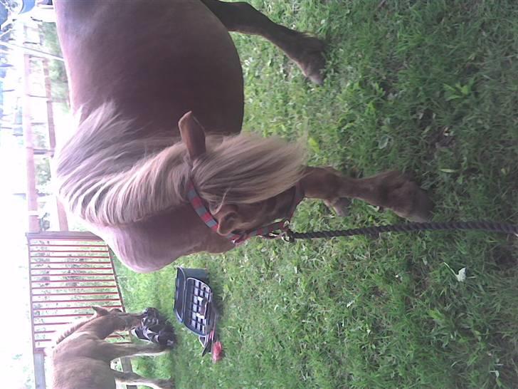 Anden særlig race Josefine - det klør billede 5