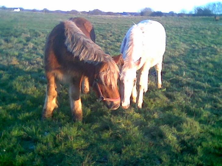 Anden særlig race Josefine - myss billede 6