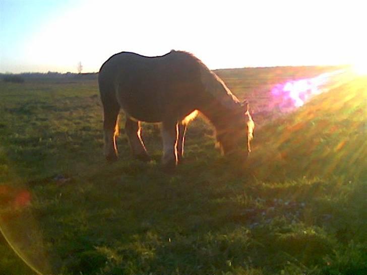 Anden særlig race Josefine - er jeg ikke pæn billede 7