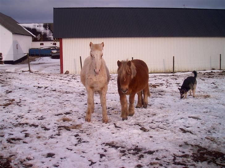 Anden særlig race Josefine - hvad laver du?? billede 8
