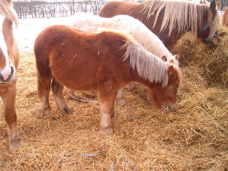 Anden særlig race Josefine - mad!!!!!! billede 9