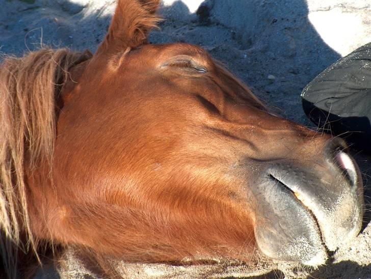 Norsk Døle Sælli billede 16