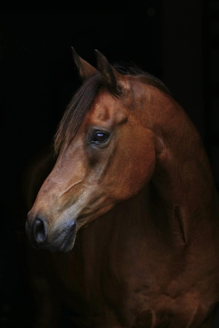 Anden særlig race Skipper † 15-11-07† 2 år - Du er den skønneske i verden <3 billede 5