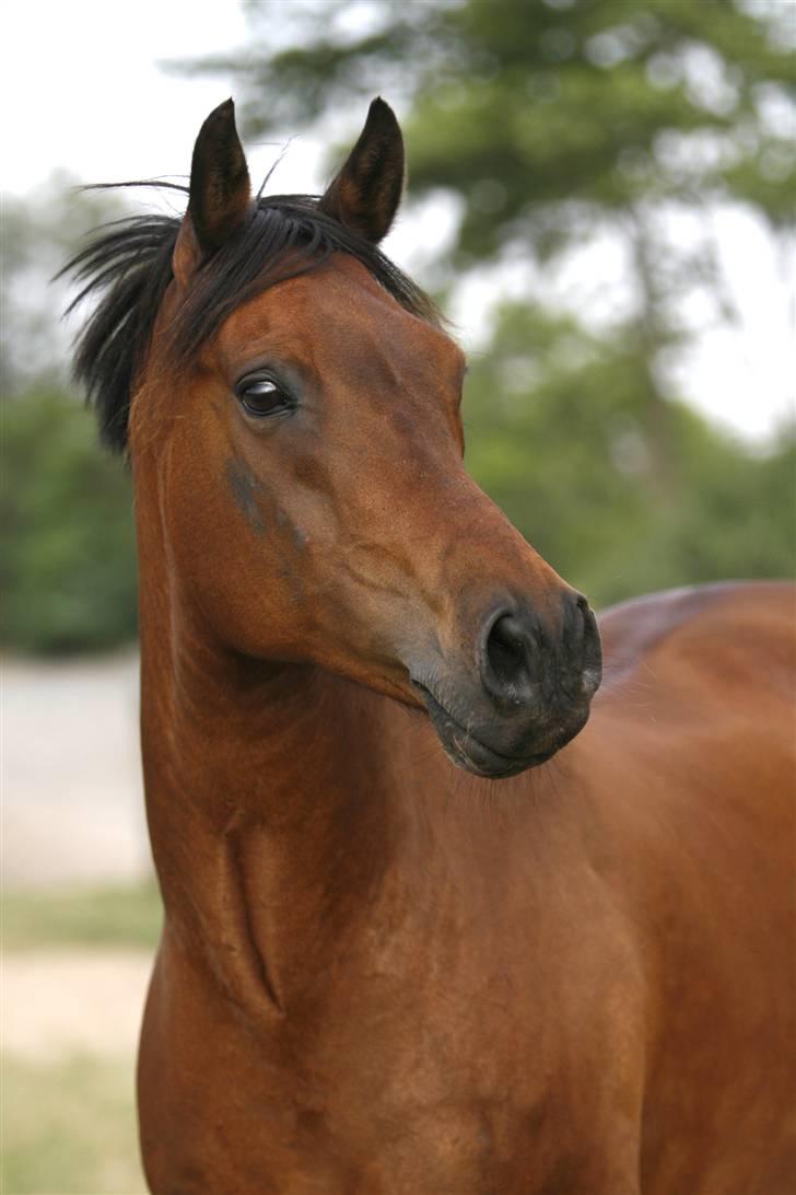 Anden særlig race Skipper † 15-11-07† 2 år - du har pladsen i mit hjerte <3 billede 8