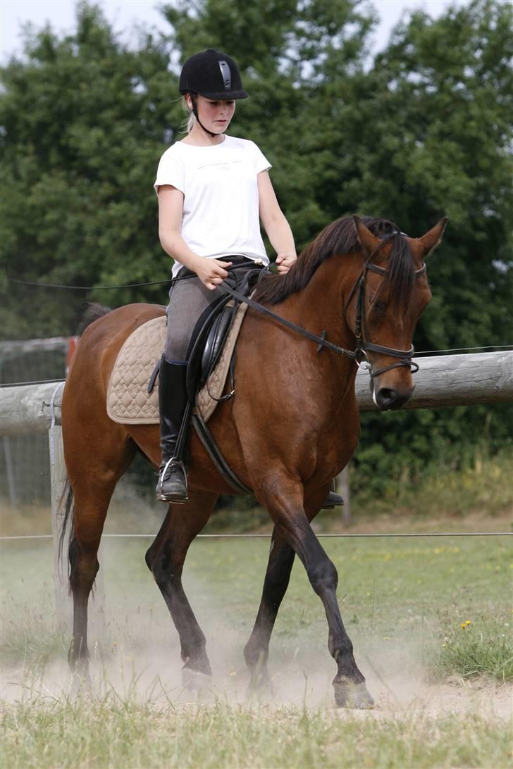 Anden særlig race Skipper † 15-11-07† 2 år - Dressur træning billede 10