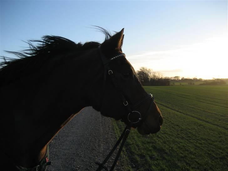 Anden særlig race Skipper † 15-11-07† 2 år - fra søndag , du blev aflivet torsdag , <3  I MISS YOU  billede 13