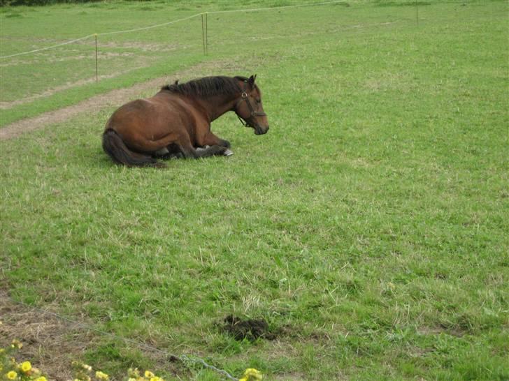 Anden særlig race Skipper † 15-11-07† 2 år - nu på de evige græs marker <3 billede 16