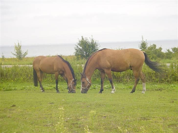 Anden særlig race samson - smukke hoppe mizty,som var på ferie,samson fik et godt øje til hende  :-) 18/8 o7 billede 19