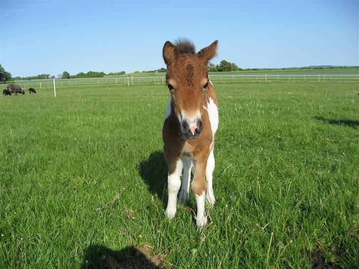 Pinto Lillesø's Molly  billede 10