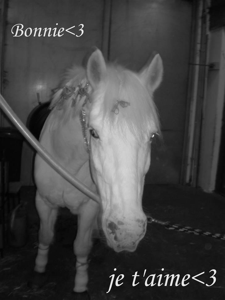 Anden særlig race Bonnie Best<3 | SOLGT - je t´aime bonnie<3 {fotograf: mig} billede 6