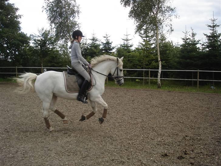 Irsk Sportspony Idom Aadahls Quickstep - Galop :) Nyt underlag & Bandager :b billede 14