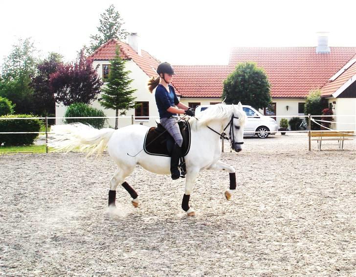 Irsk Sportspony Idom Aadahls Quickstep - Nanna rider Quick <3 billede 15