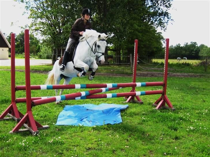 Irsk Sportspony Idom Aadahls Quickstep - vi tager lige et bette hop (; - sommer 08 billede 16