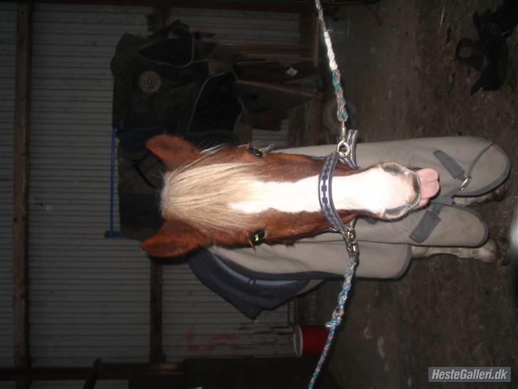 DSP Pedersmindes Ofelia<3 - Ofelia efter stævne :) Ny klippet og det hele x)Foto: Anna. 2008 billede 17