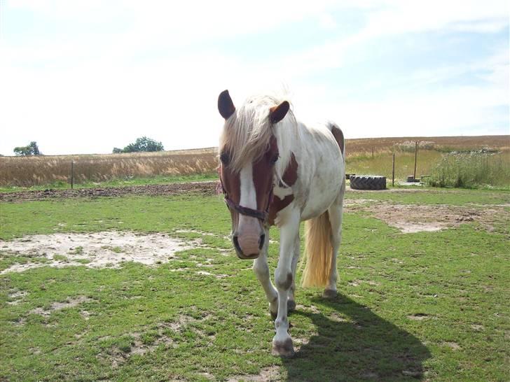 DSP Pedersmindes Ofelia<3 - If you love something, set it free. If it comes back, it is yours. If it doesn´t, it never was.. <3 Foto: JGM d. 25/7 2009 billede 19