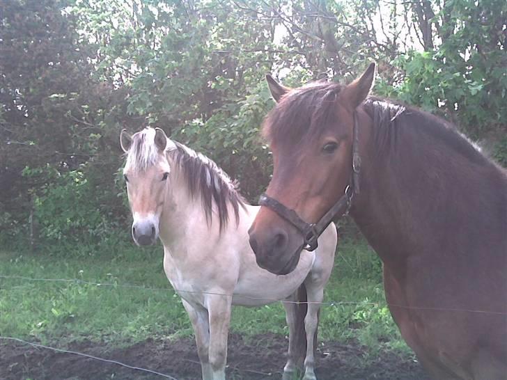 Fjordhest Felix - Felix Og Tarzan billede 1